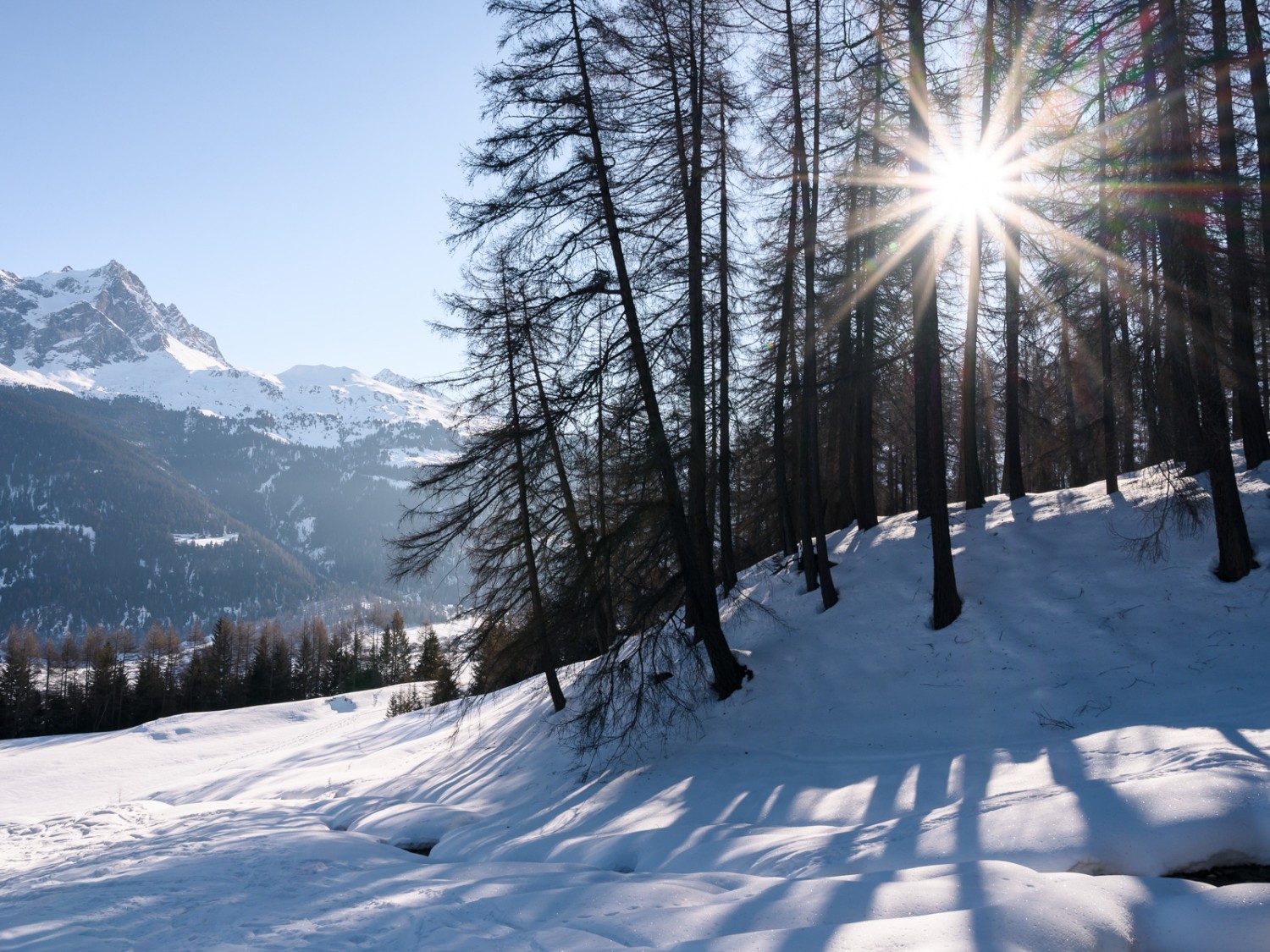 Le chemin traverse tout d’abord des prés enneigés et de petits bois. Photo: Jon Guler