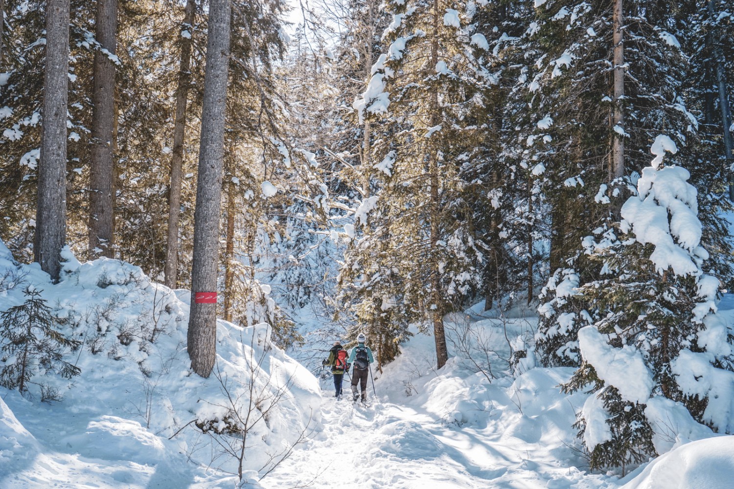 Lumière douce, neige aveuglante et noirs sapins font toute la magie de la forêt d’Itramen. Photo: Fredy Joss