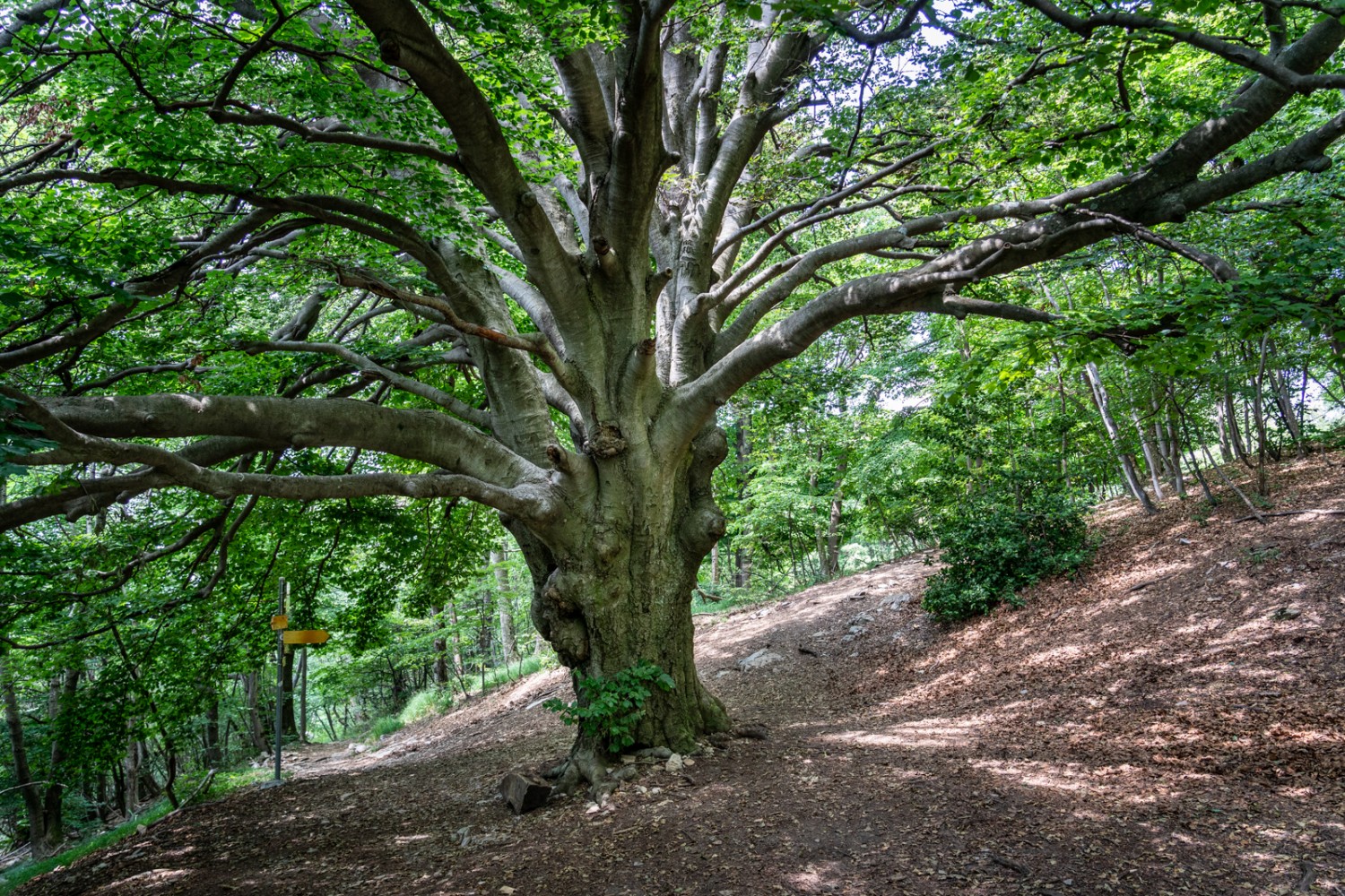 Die Buche bei Forello unter dem Monte San Giorgio. Ein beeindruckender, wunderschöner Baum.