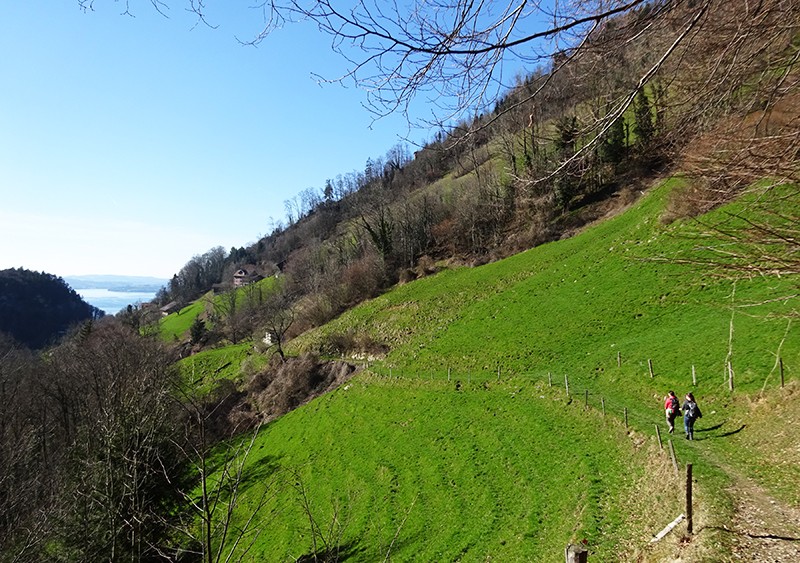 Descente en direction de Vitznau: ici, les agriculteurs travaillent encore à la faux. Photos: Sabina Brack