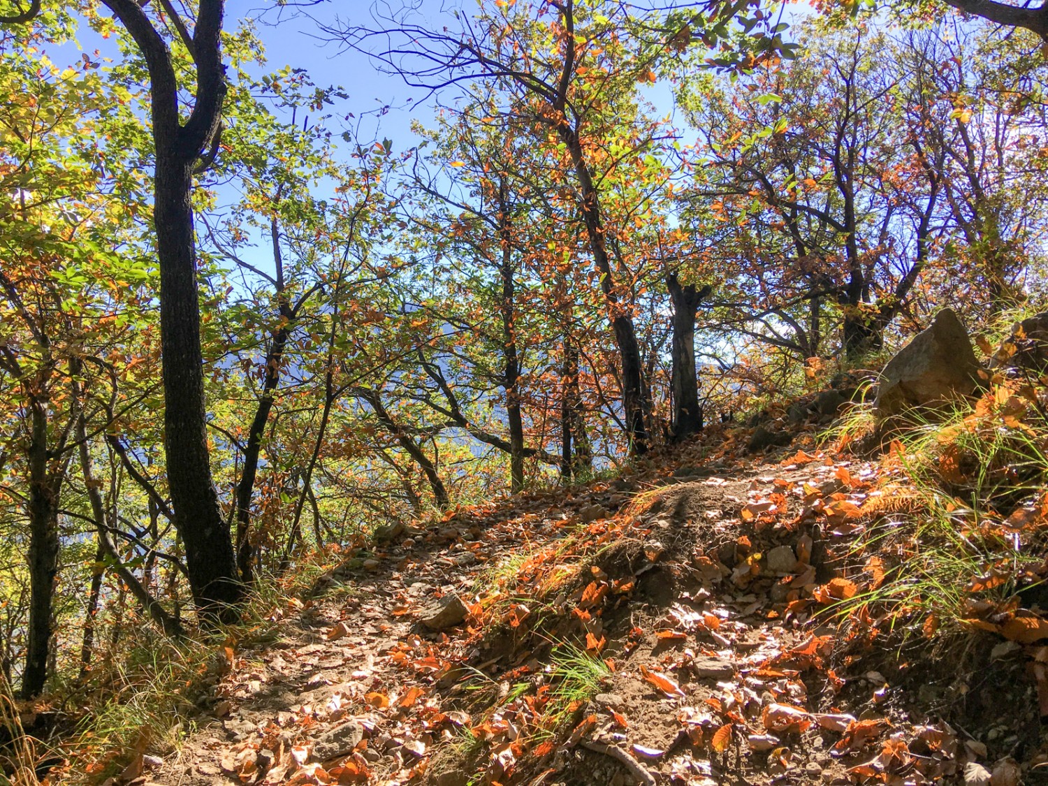 Des châtaigniers jettent une ombre bienfaisante sur l’étroit sentier qui grimpe. Photo: Claudia Peter
