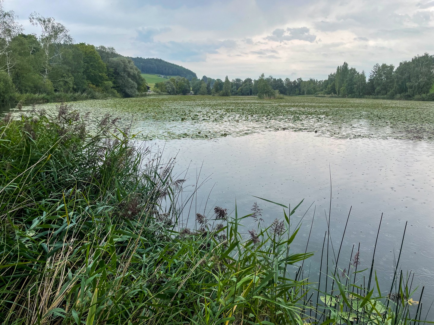 Auf der Oberfläche schwimmen viele weisse Seerosen – es ist einer der letzten natürlichen Bestände dieser Pflanze in der Schweiz. Bild: Rémy Kappeler