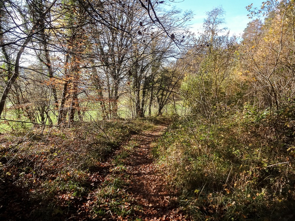 L’itinéraire pénètre ici et là dans la forêt.    Photo: Miroslaw Halaba