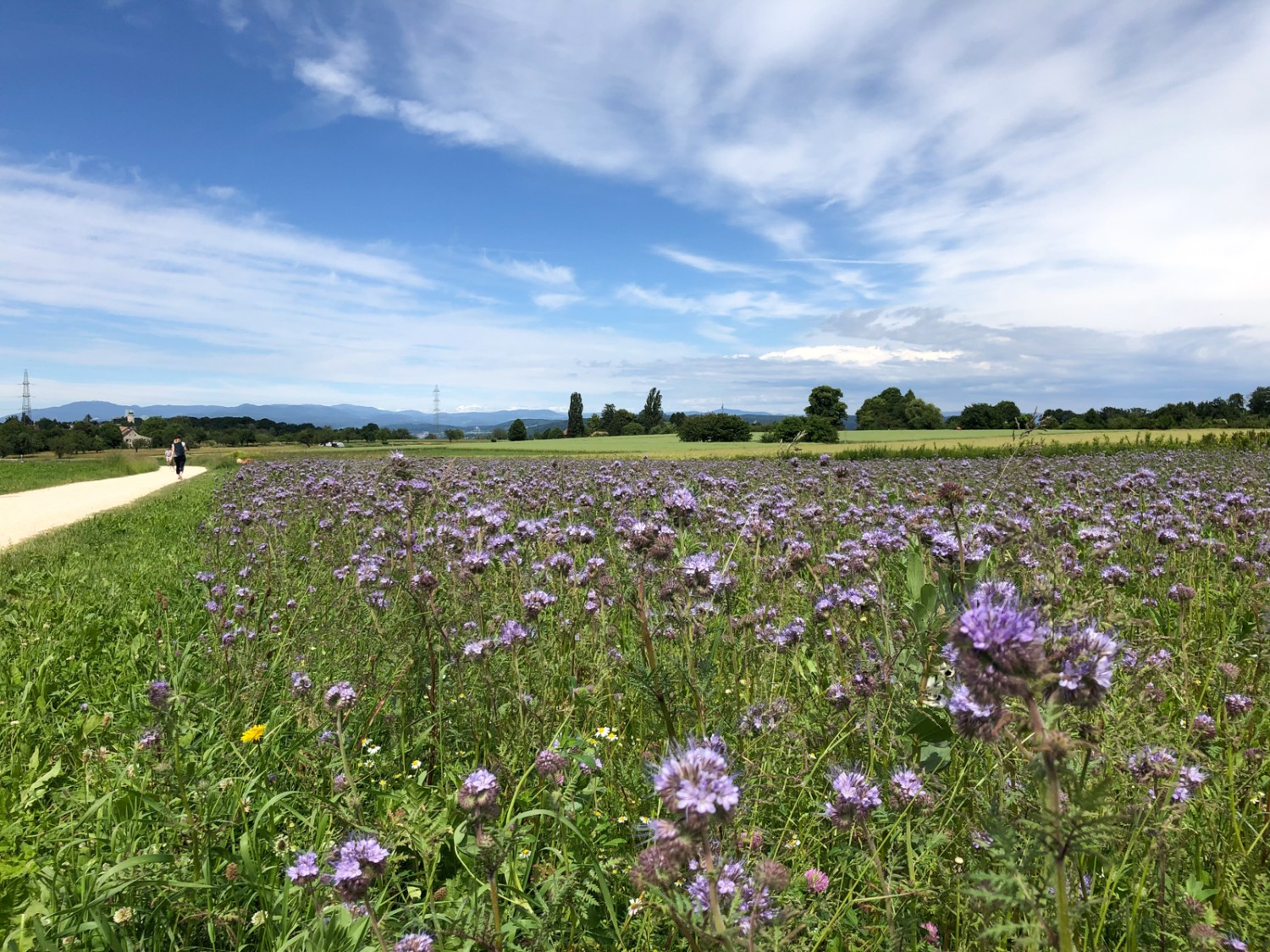 Le printemps à l’état pur: randonnée le long des champs fleuris du Spitzenhegli jusqu’au sommet du Bruderholz. Photo: Thomas Gloor