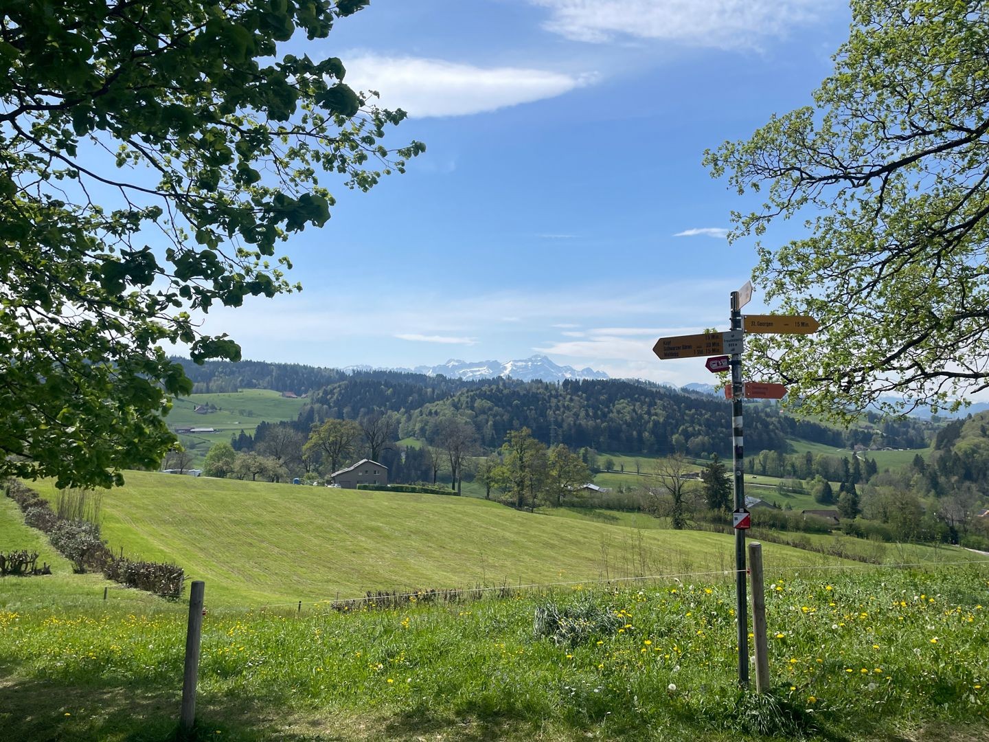 Aussicht vom Freudenberg – der Säntis grüsst am Horizont.