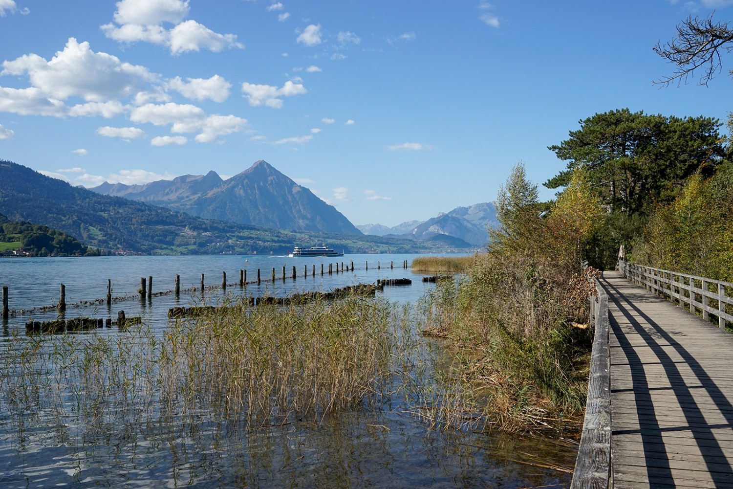 Passerelle à travers la réserve naturelle de Weissenau, au bord du lac de Thoune. Vue sur le Niesen. Photos : Fredy Joss