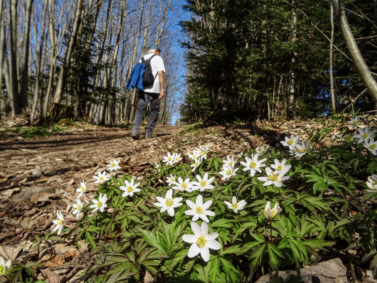 Buschwindröschen säumen den Wanderweg. Bild: Sabine Joss