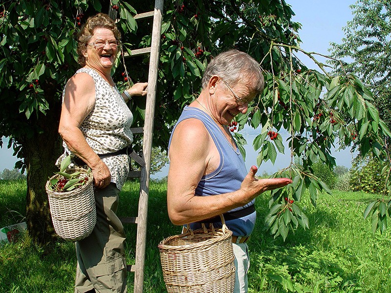 So sieht Ernteglück aus: Chriesi-Lese in Oberwil.