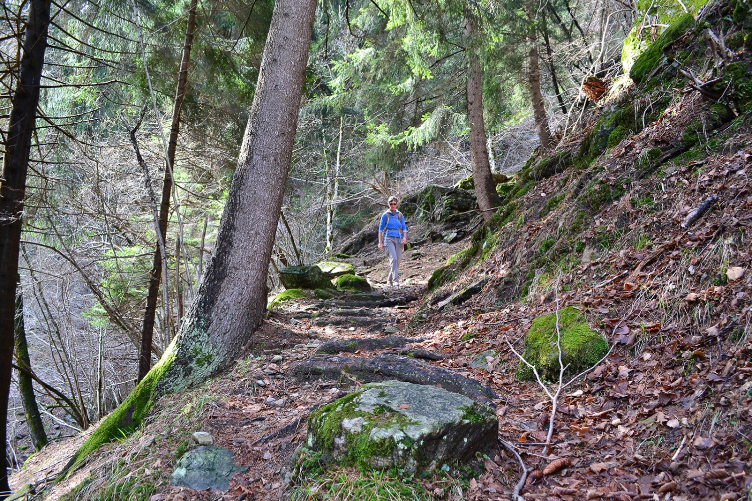 Graditissima ombra nelle giornate calde: attraverso il bosco si sale a Piana Selva.