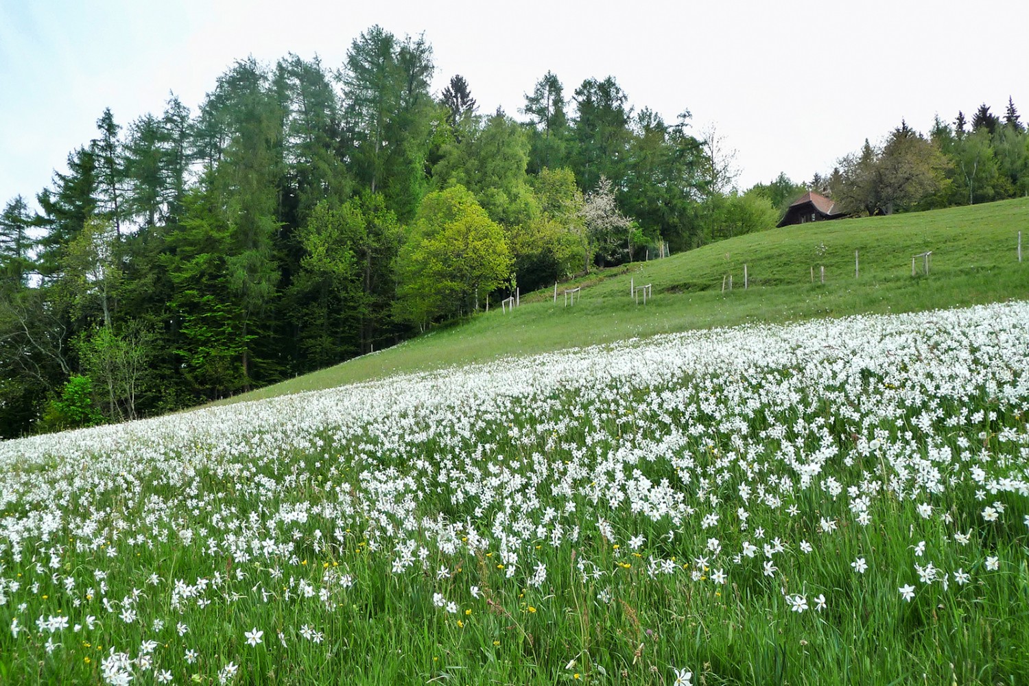 Cubly-dessous, les narcisses, la neige de mai.