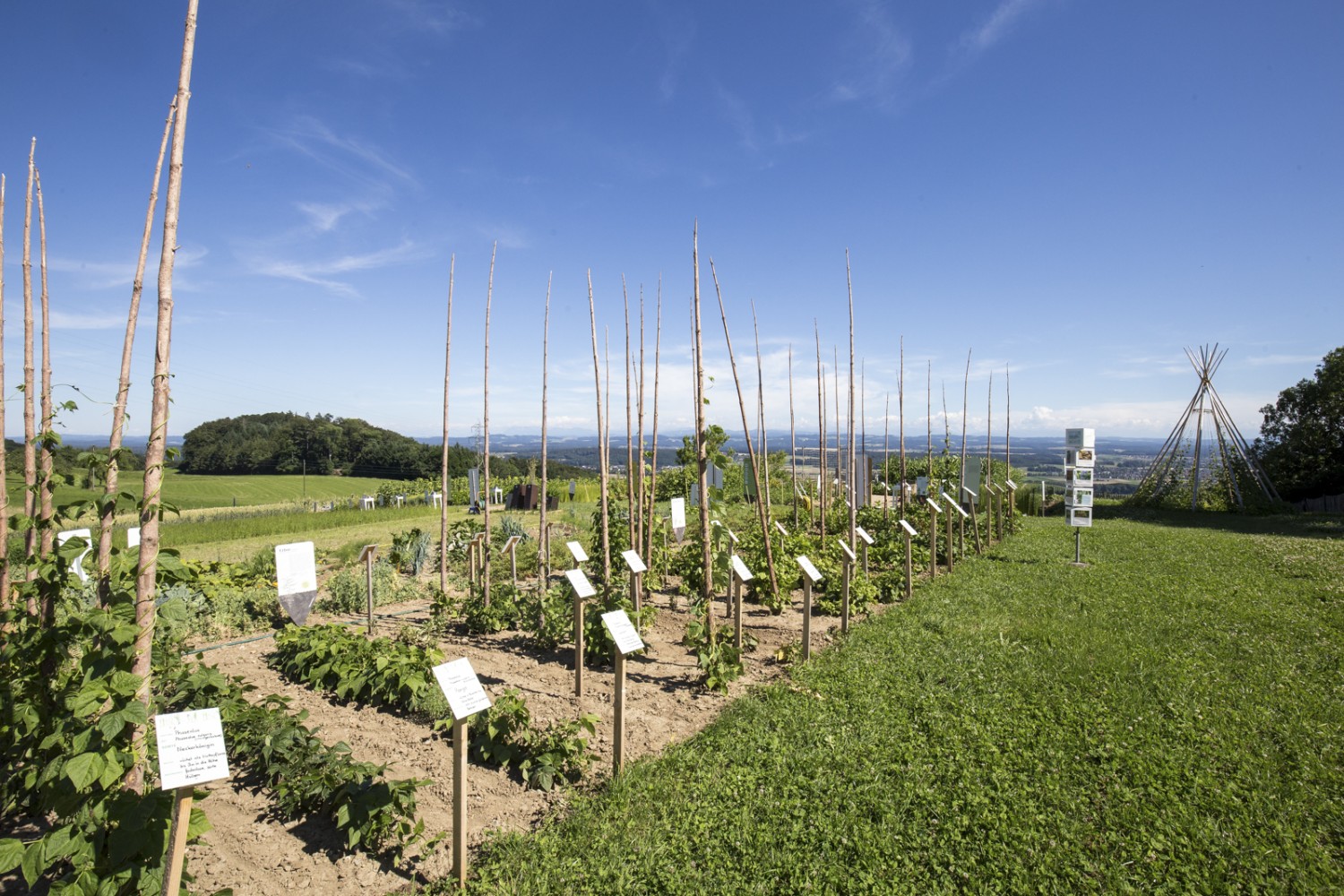 Auf dem Weltacker in Attiswil wächst, was wir essen. 2000 Quadratmeter Ackerfläche hätte jeder Mensch zur Verfügung. Bild: Daniel Fleuti 