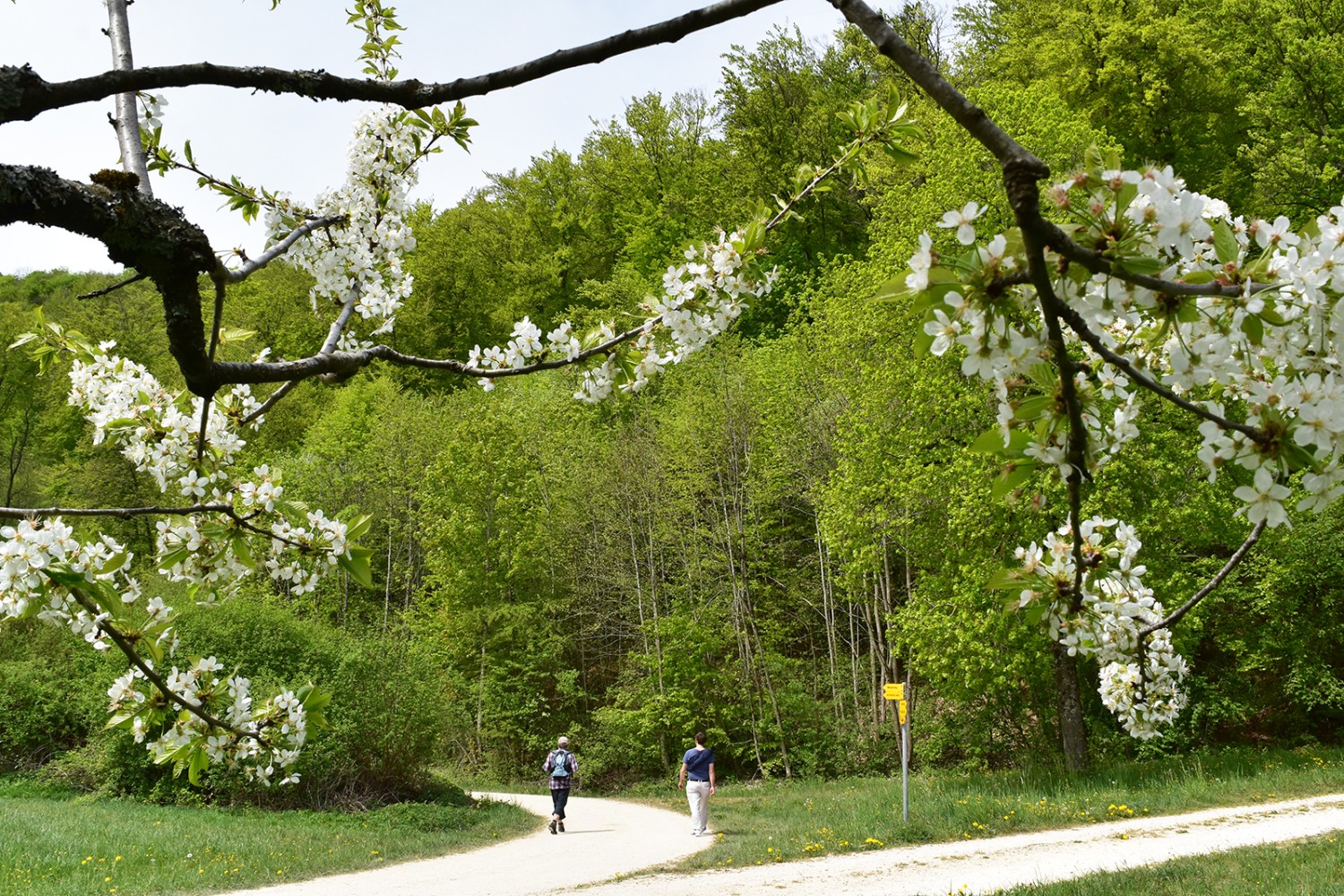 Eine Frühlingswanderung fürs Auge und für den Gaumen. Bilder: Nathalie Stöckli