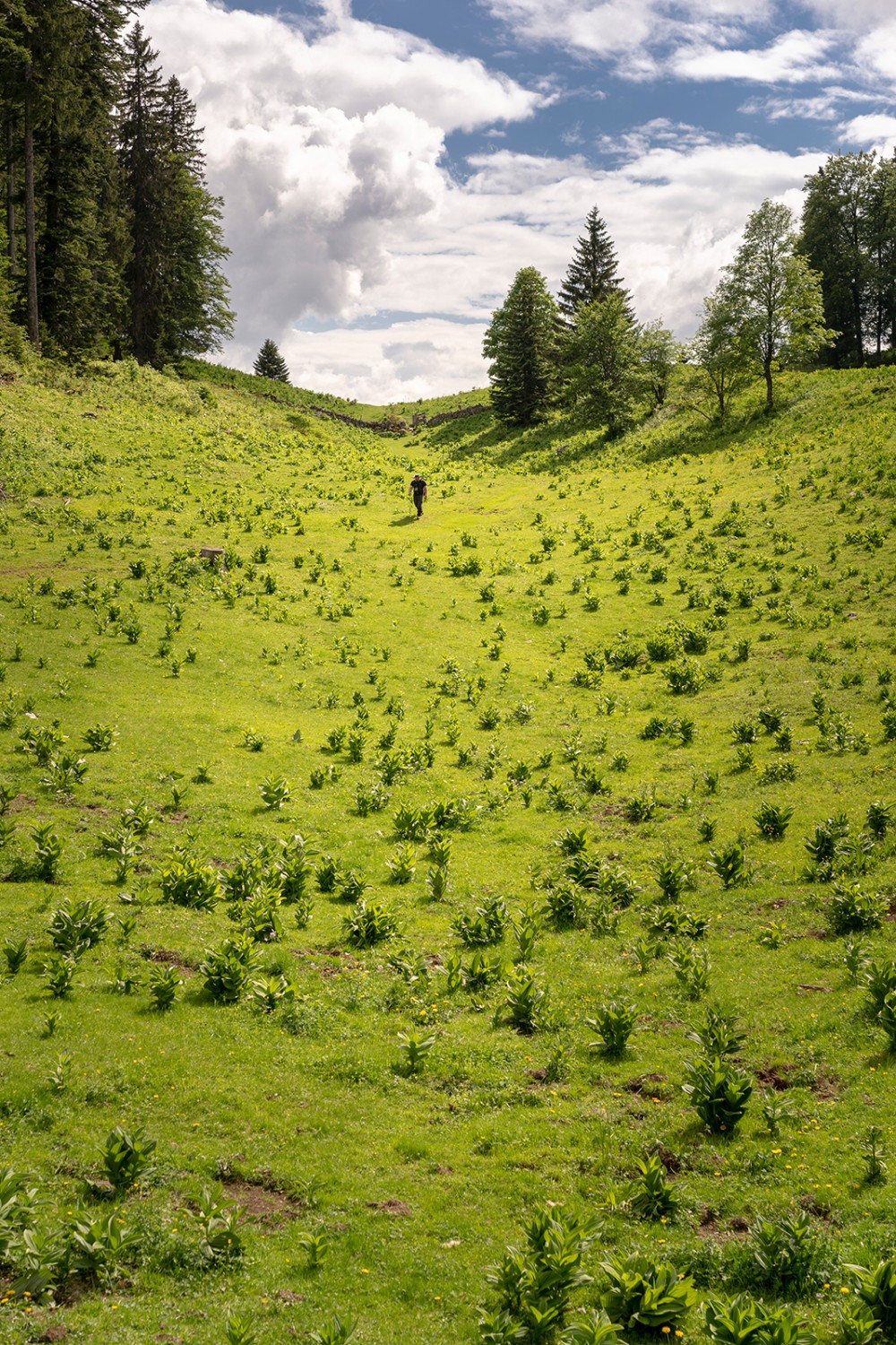 Ruhe pur im Tälchen zwischen Le Planet und Perroude du Vaud. Bild: Severin Nowacki