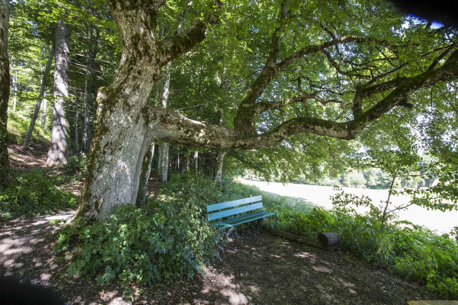 Der Abschluss ist wie der Einstieg: Sanfte Wald- und Wiesenpfade führen talwärts zum Weltacker Attiswil. Bild: Daniel Fleuti 