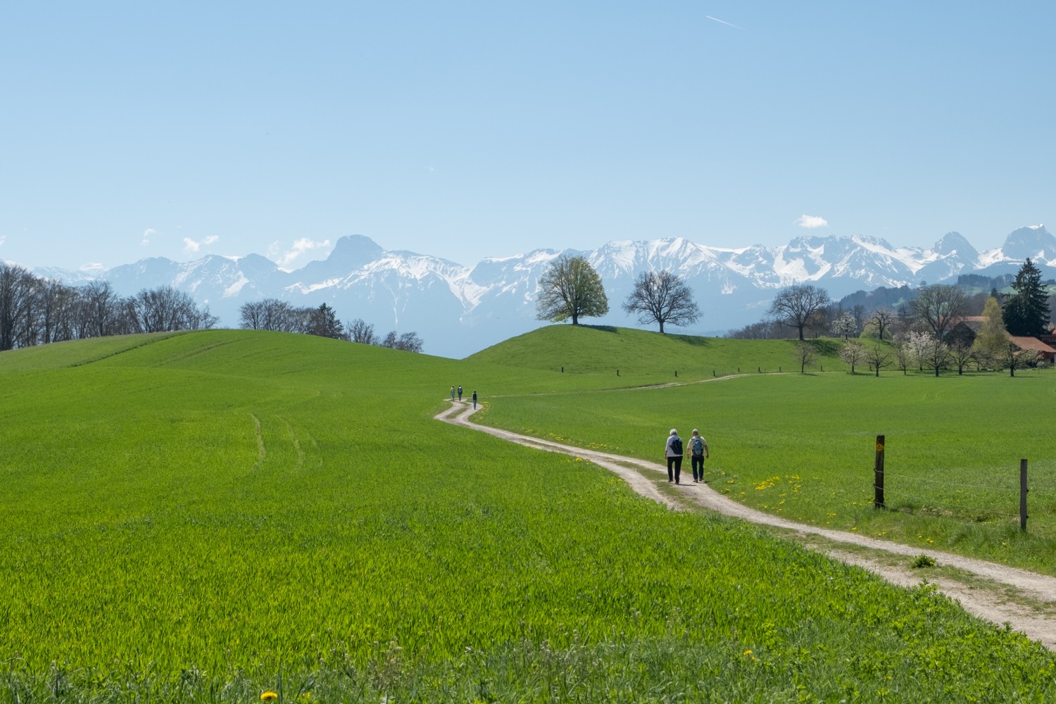 Peu avant le hameau de Hofmatt: des prairies verdoyantes et les sommets enneigés au loin. Photo: Markus Ruff