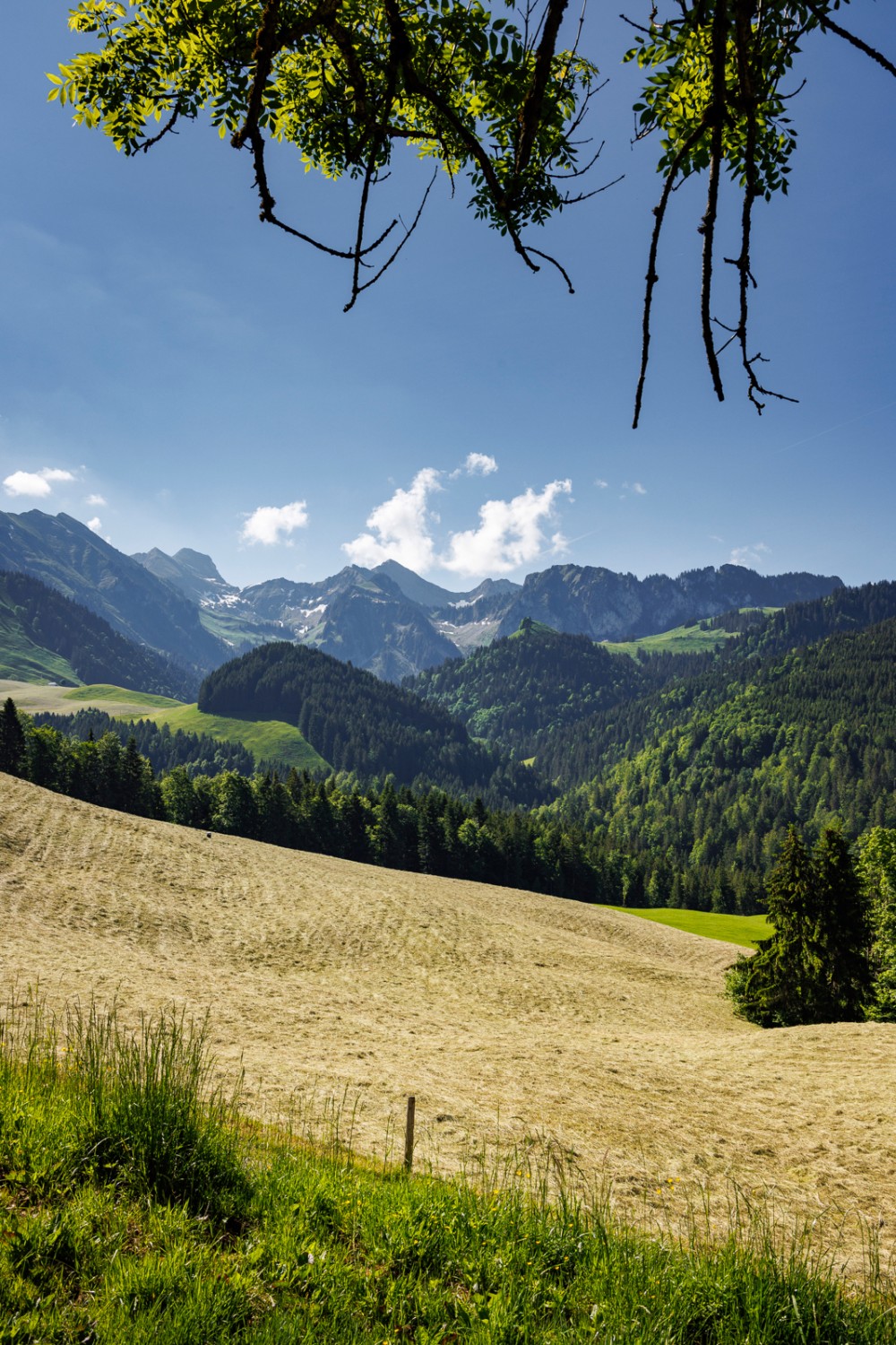 Une autre vue de la Gruyère. Un paysage vallonné et les Préalpes à bonne distance. Photo: Severin Nowacki