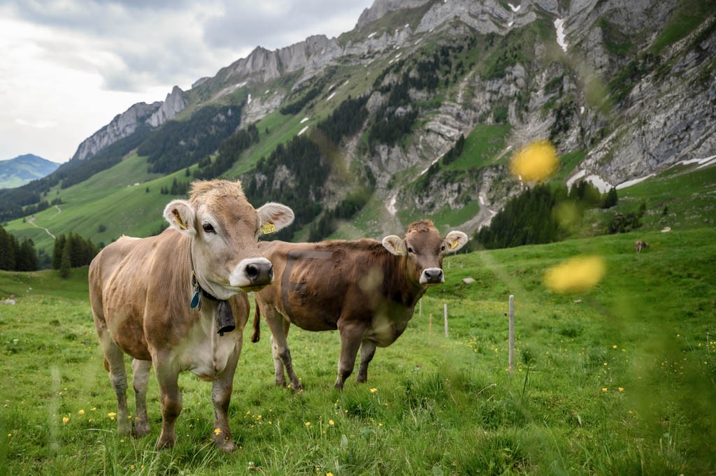 Willkommenskomitee des Schwizerälpli. 