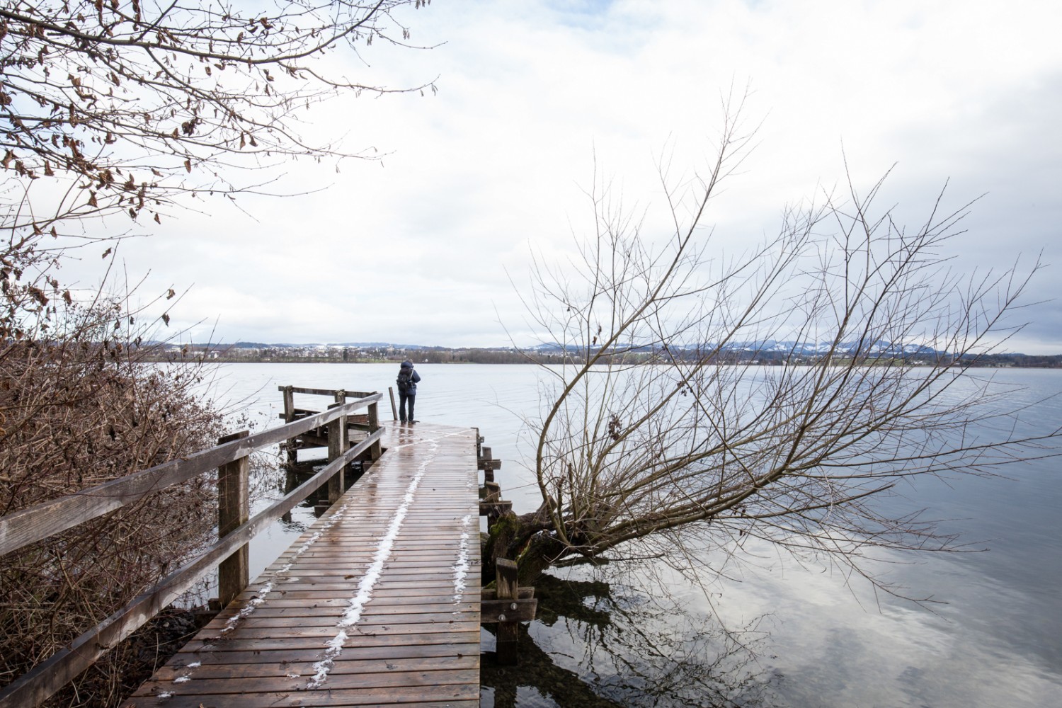 Brut- und Zugvögel schätzen die naturnahen Uferbereiche des Greifensees zwischen Maur und dem Ried bei Riedikon. Bild: Daniel Fleuti