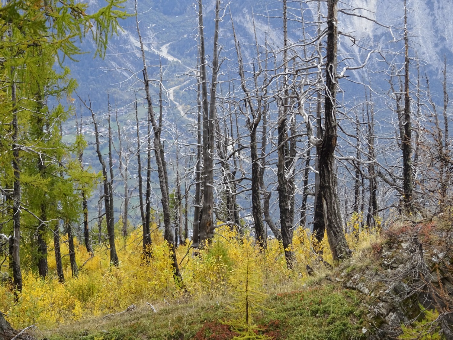 Fast an der Waldgrenze: Die nachwachsenden Jungbäume sind nach 20 Jahren noch klein.