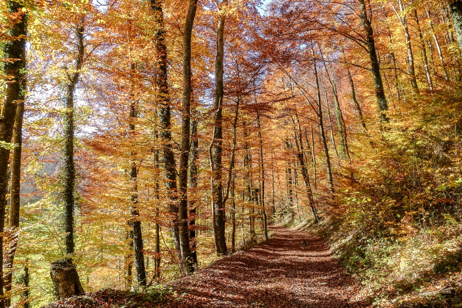 Joli sentier sinueux qui rejoint la Sarine plus bas. Photo: Lauriane Clément