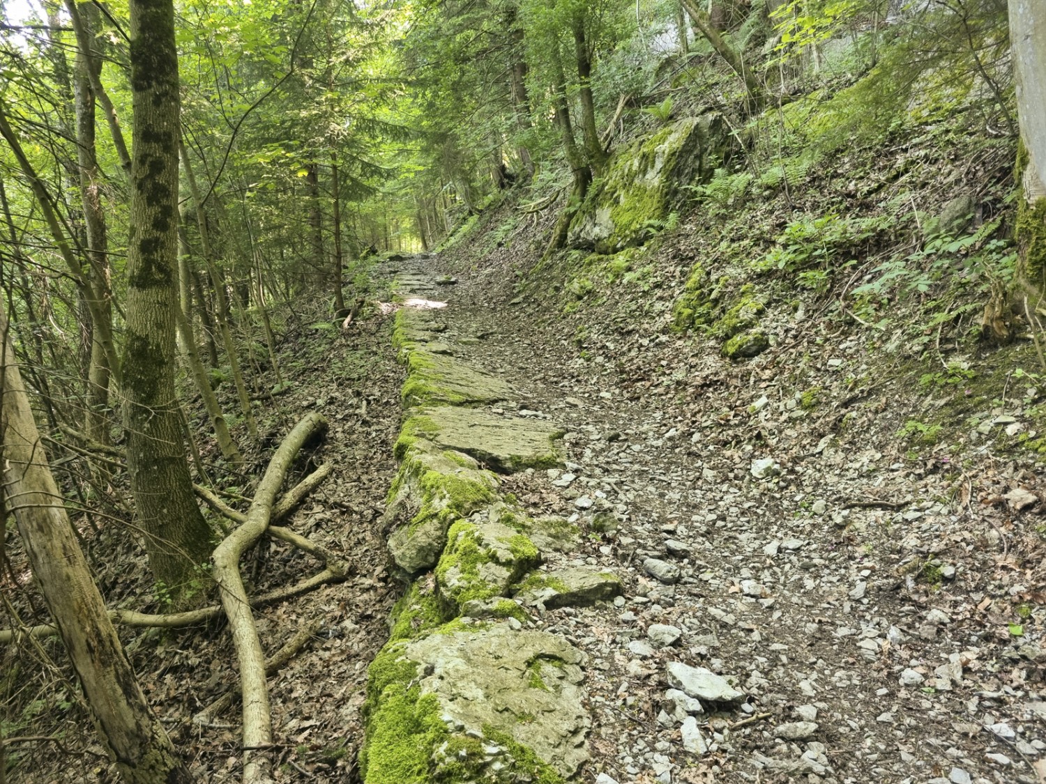 Durch Wälder und Wiesen führt der historische Weg entlang des Kerenzerbergs. Bild: Simon Liechti