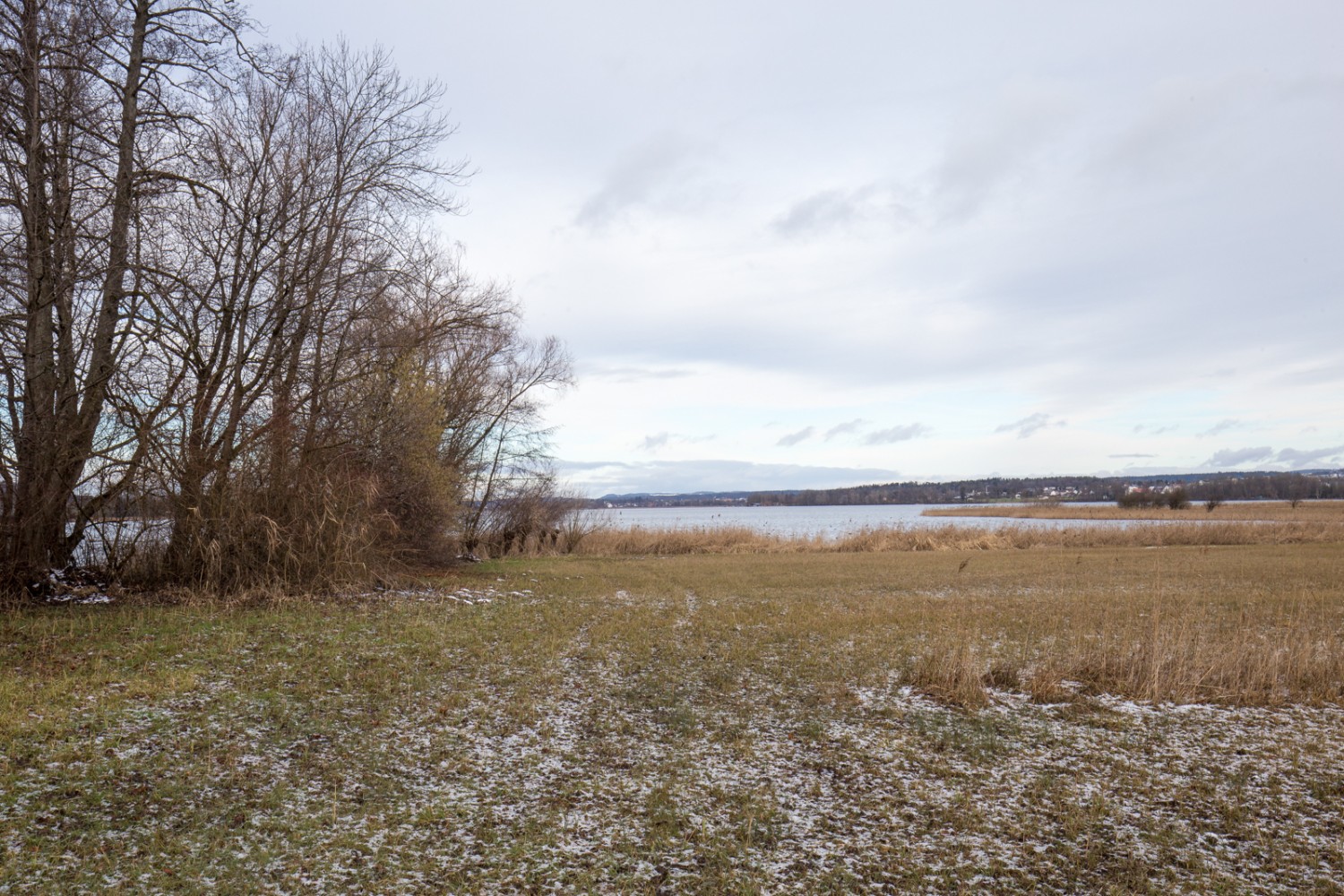 Grosse Freiflächen beim und im Riedikerriet. Für Vögel wertvolle Rückzugs- und Überwinterungsgebiete. Bild: Daniel Fleuti