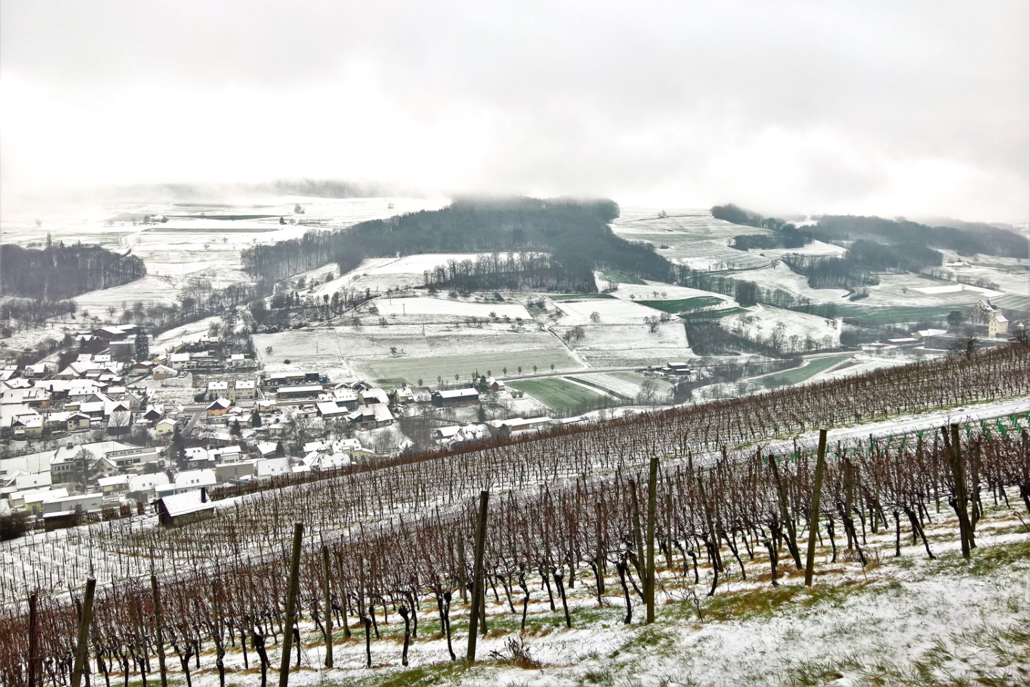 La randonnée débute par une montée à travers les vignes.