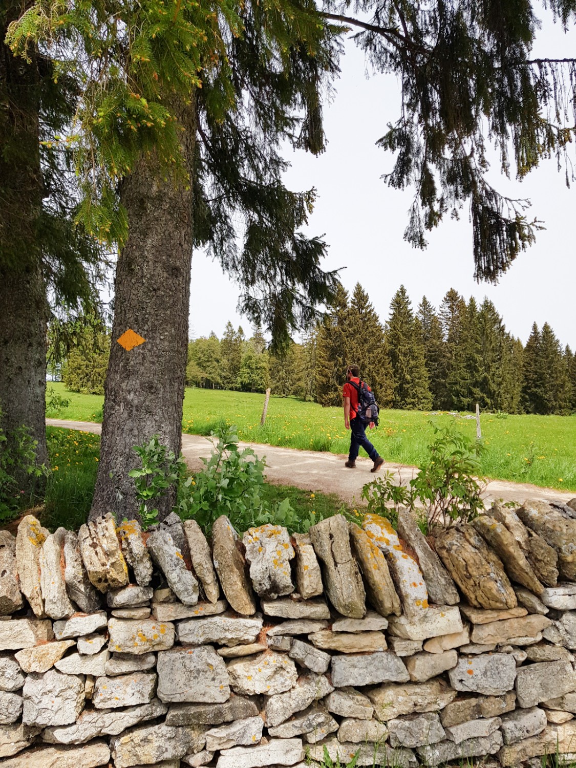 Trockensteinmauern sind typisch für den Jura.