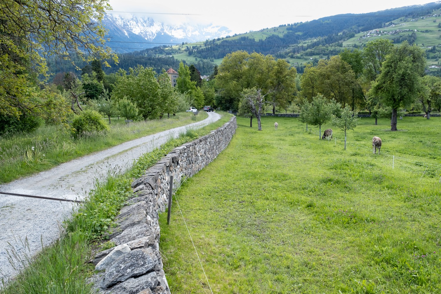 Peu avant le but, le château de Schauenstein surgit entre les arbres. Photo: Markus Ruff