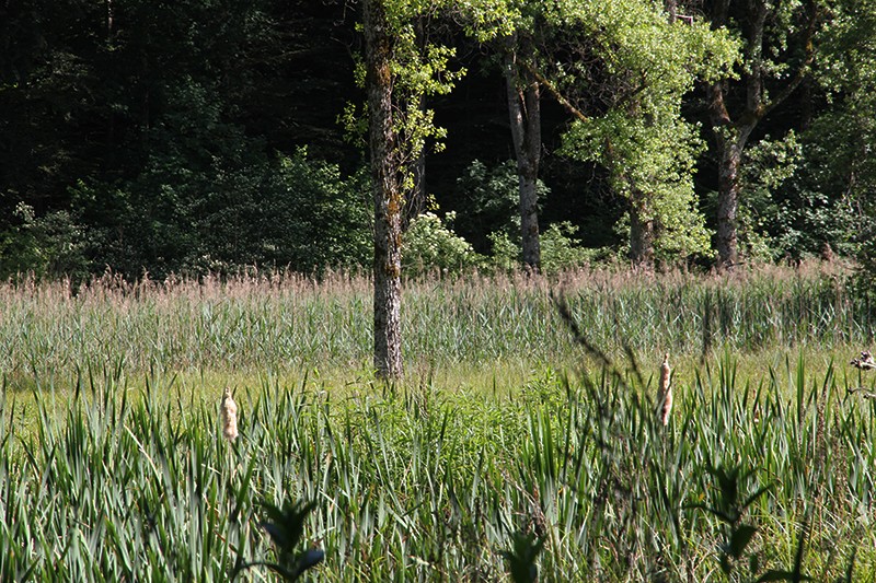 Champ de roseaux dans la forêt Schlossholz.