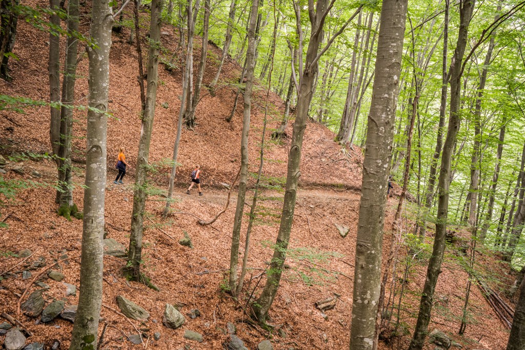 Forêts typiques du Tessin, avec des racines noueuses qui ornent le chemin. Photo: Wanderblondies