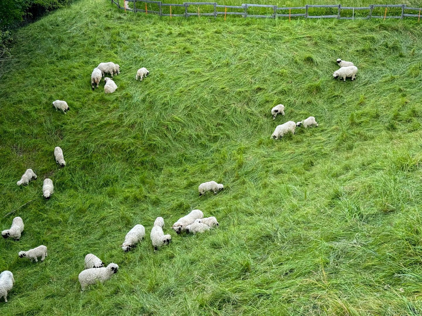 Wer Glück hat, sieht Walliser Schwarznasenschafe auf der Wanderung.