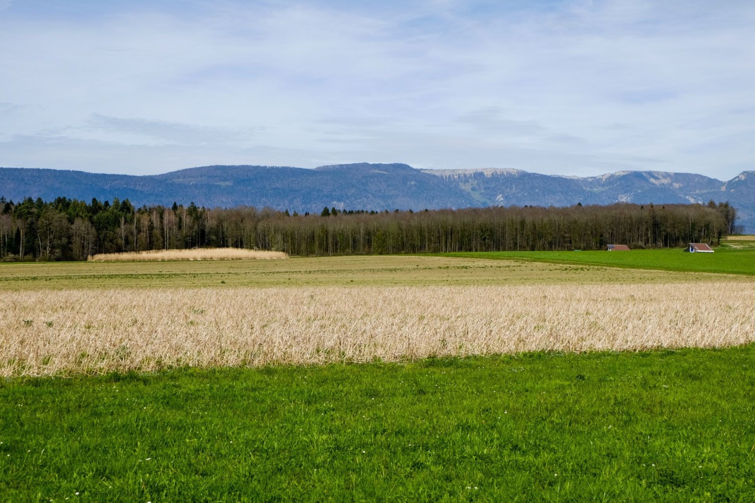 Près d’Oberwil bei Büren, le paysage se modifie et l’on voit le Jura derrière de vastes champs.