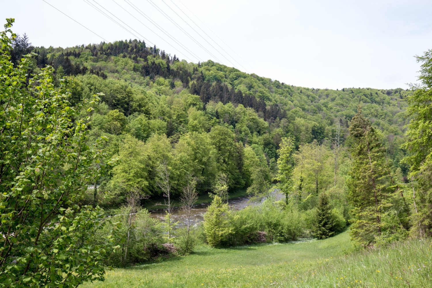 La Sihl scintille entre les arbres et les prairies maigres.