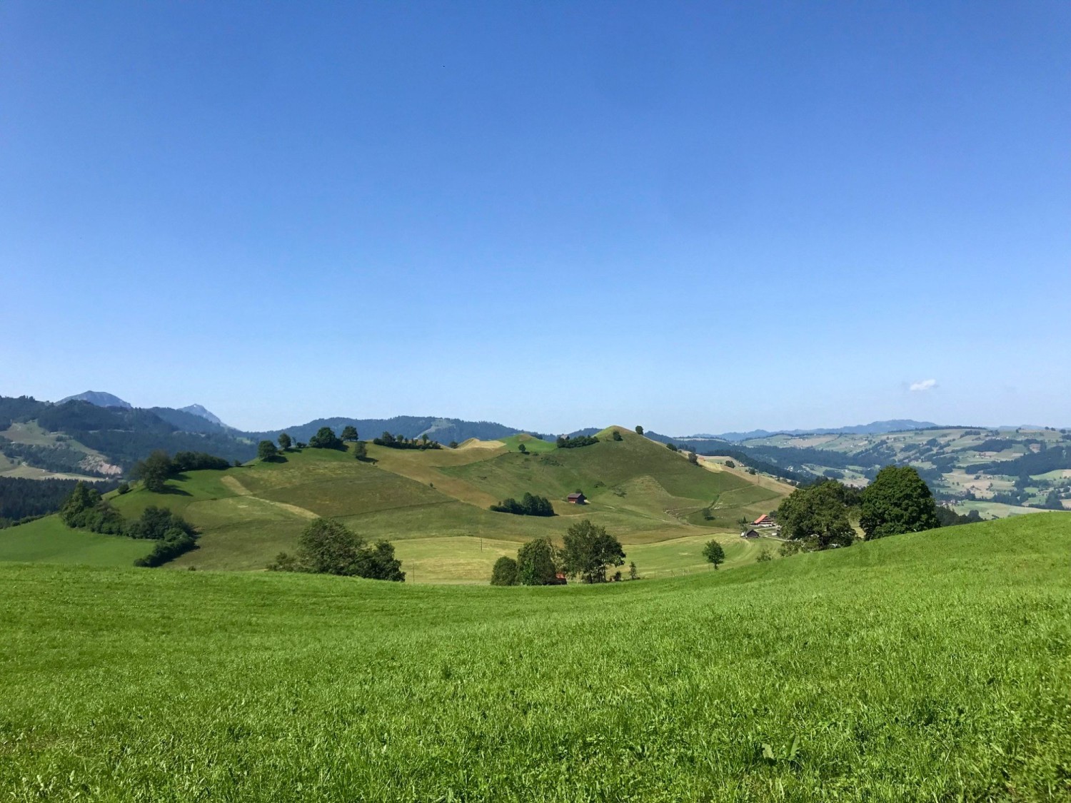 Blick zurück auf die sanfte Drumlinlandschaft Schwarzenbergs.