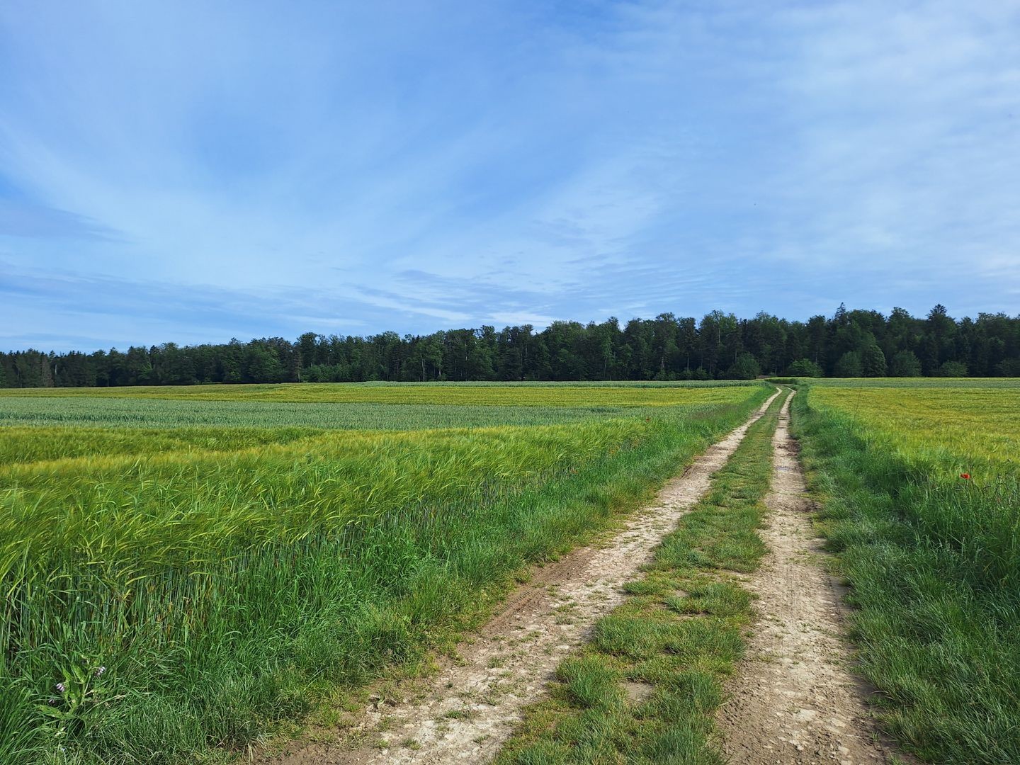 Der Wanderweg scheidet das grüne Getreidemeer.