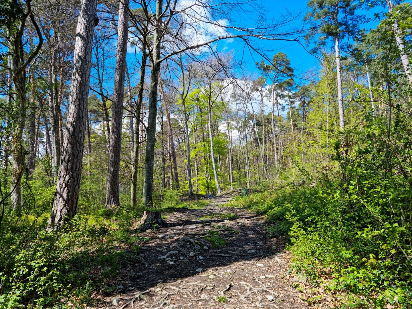 Für Abwechslung sorgt eine kurze Passage durch den Steigwald.